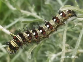 American Lady butterfly caterpillar (Vanessa virginiensis)  recorded by Shae Strunk in Ohio, US on a bed of rosemary.