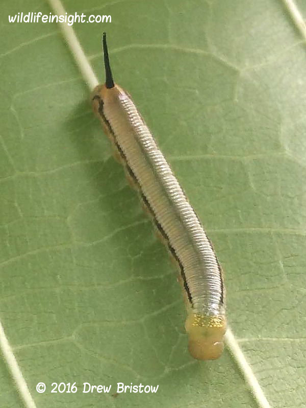 Cephonodes armatus uncomfirmed different form or instar instar  larva Fiji © 2016 Drew Bristow