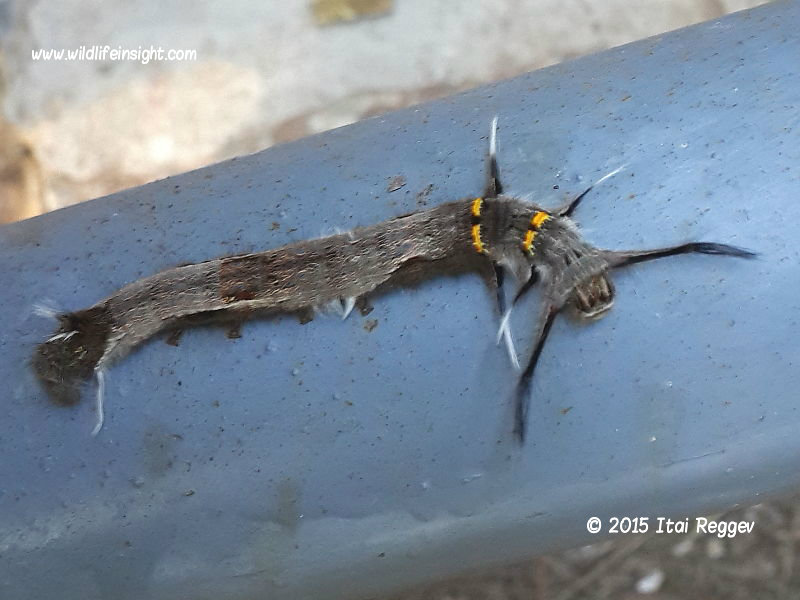 Chinese caterpillar  near Yangshuo China © 2015 Itai Reggev