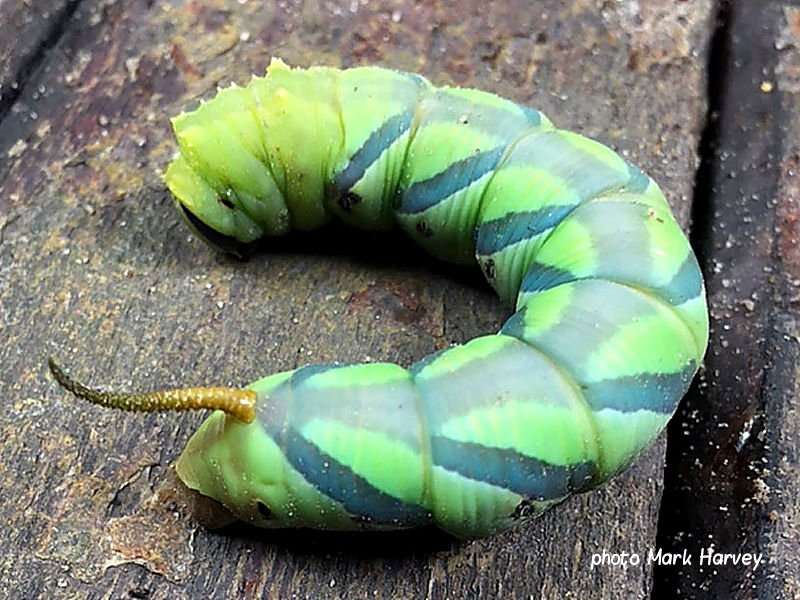 Coelonia fulvinotata, Fulvous Hawkmoth, caterpillar Zambia photo Mark Harvey