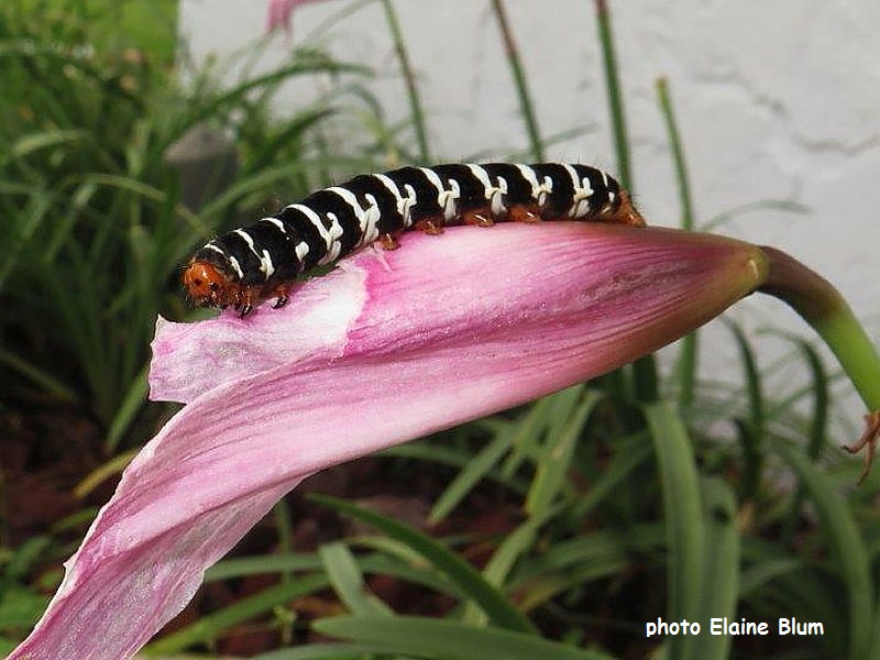 Convict caterpillar on day lily , Spanish Moth, Xanthopastis regnatrix - Florida US - photo Elaine Blum