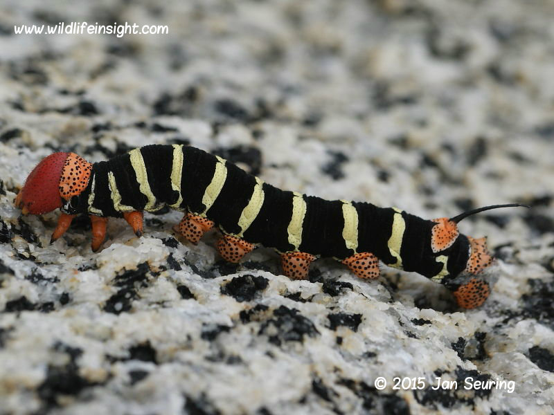 Costa Rica Sphinx caterpillar Pseudosphinx tetri Colombia © 2015 Jan Seuring