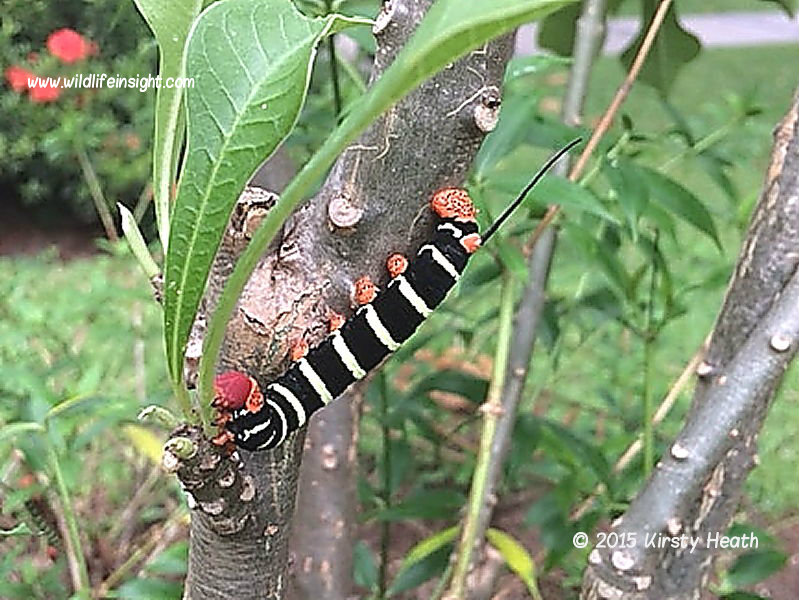 Costa Rica Sphinx moth caterpillar Tetrio sphinx St Lucia © 2015 Kirsty Heath