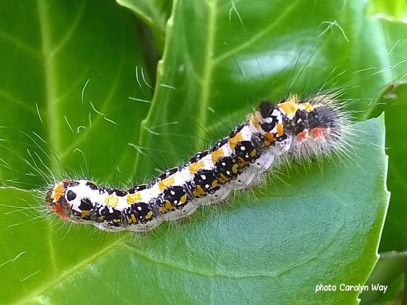Dark Dagger caterpillar Normandy France photo Carolyn Way