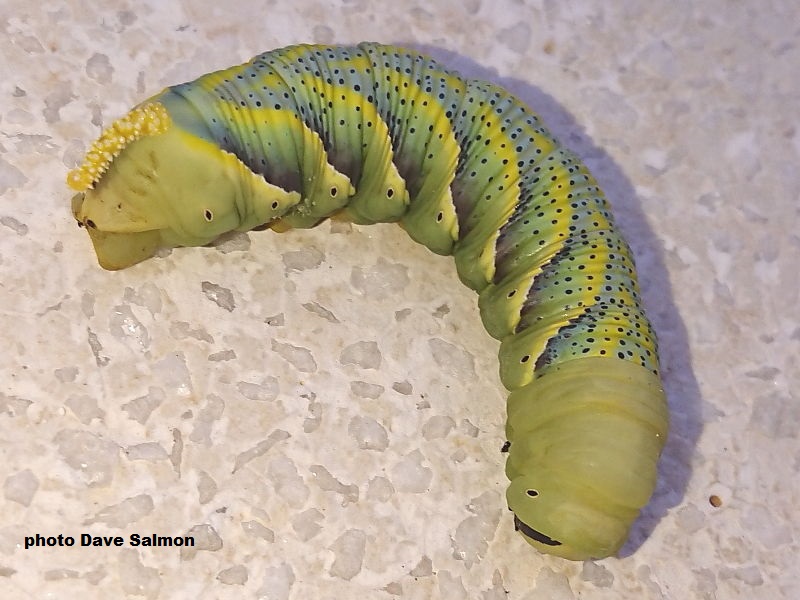 Death's Head Hawkmoth caterpillar recorded in Spain by Dave Salmon