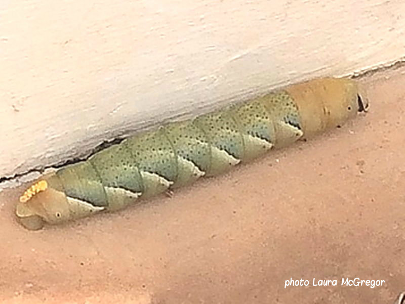 Death's Head Hawkmoth caterpillar recorded by Laura McGregor in Spain