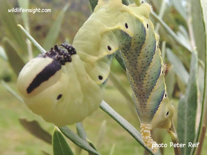 Death's Head Hawkmoth caterpillar feeding in olive grove in south west France photo Peter Relf