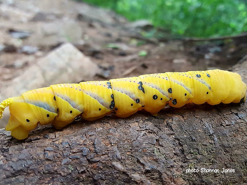 South African Death's Head Hawkmoth caterpillar thought to have been parasitised photo Shannon Jones