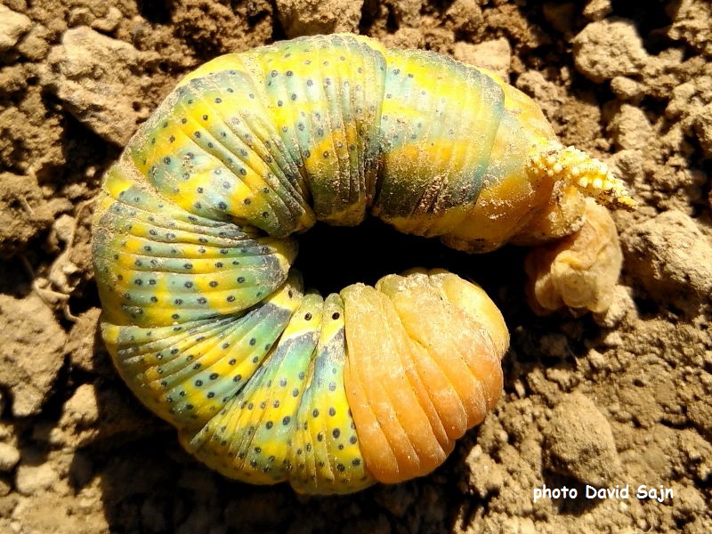 Death's Head Hawkmoth caterpillar recorded David Sajn amongst potatoes in Slovenia.