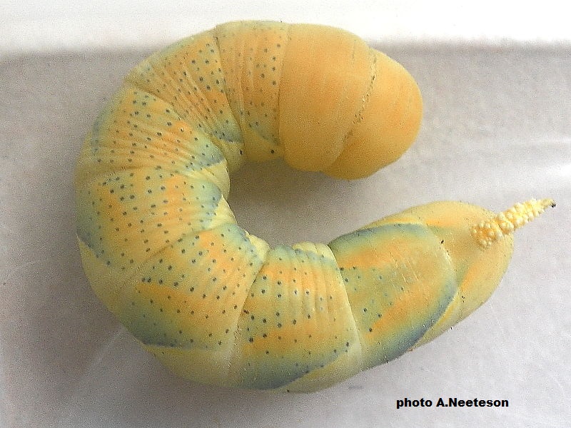 Death's Head Hawkmoth caterpillar in Provence, France photo A. Neeteson