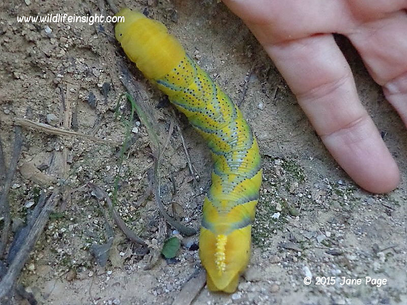 Death's Head Hawkmoth caterpillar recorded in the Algarve, Portugal by Jane Page