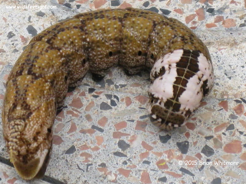 Brown form of Death's Head Hawkmoth caterpillar recorded by Brian Whitmore in Spain