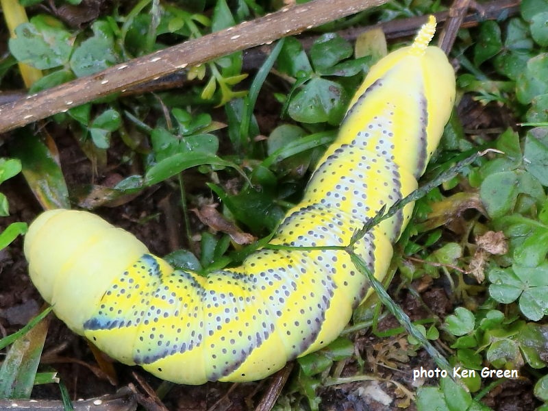 Death's Head Hawkmoth caterpillar recorded by Ken Green in Madeira