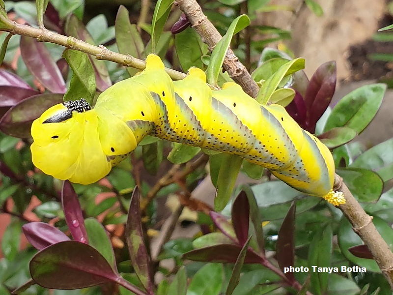 Death's Head Hawkmoth caterpillar feeding in small garden in Gauteng Province South Africa photo Tanya Botha