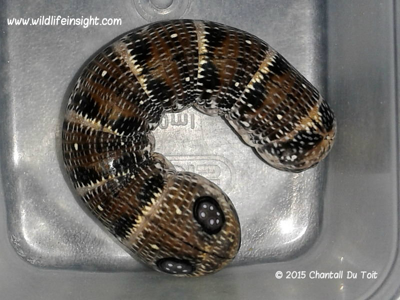 Sphingidae_African_Caterpillars Archives Wildlife Insight