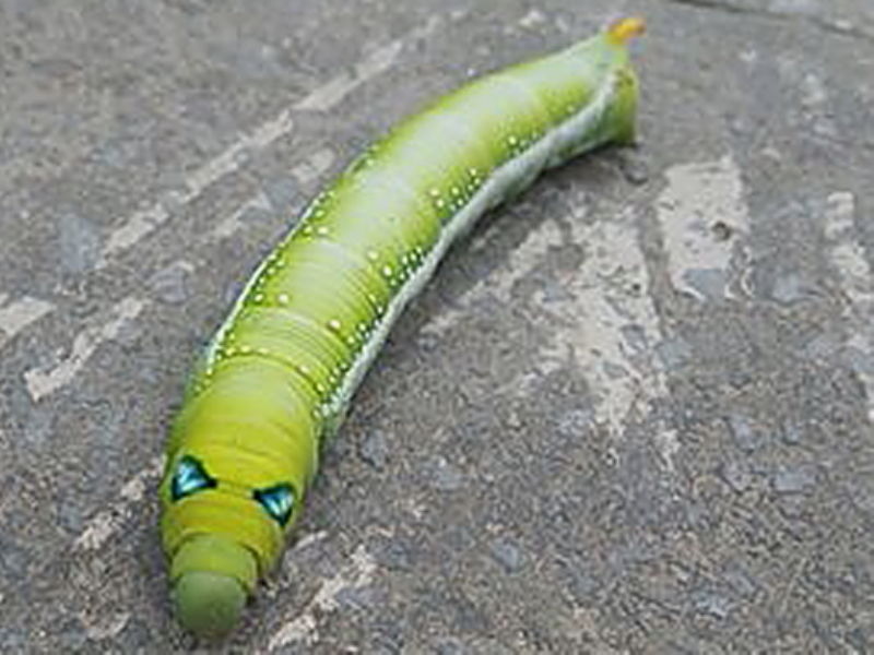 Oleander Hawkmoth caterpillar West Bengal India