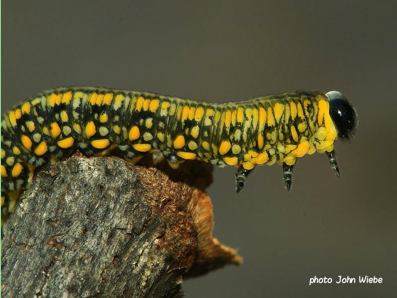 Pine sawfly larva likely Diprion similis Ontario Canada photo John Wiebe