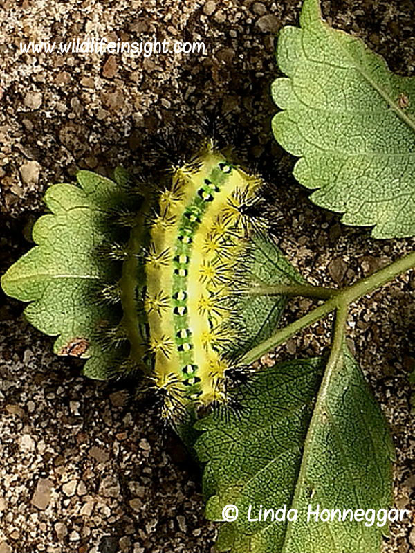 Limacodidae_African_Caterpillars Archives Wildlife Insight