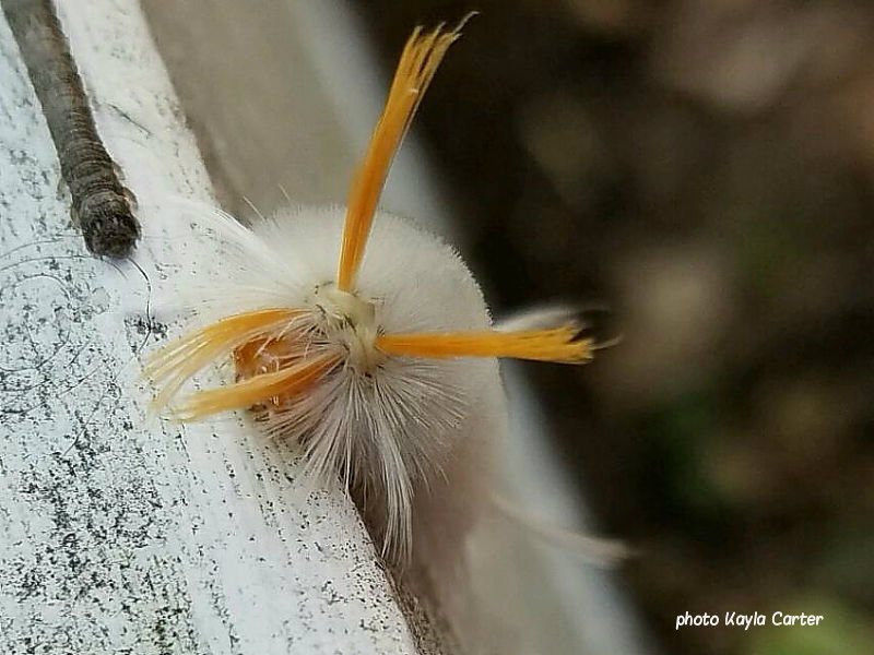 Sycamore Tussock moth caterpillar Indiana Halysidota harrisii US photo Kayla Carter