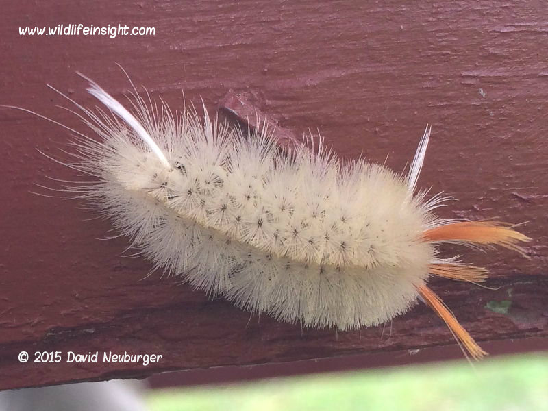 Hairy Caterpillars of North America Wildlife Insight