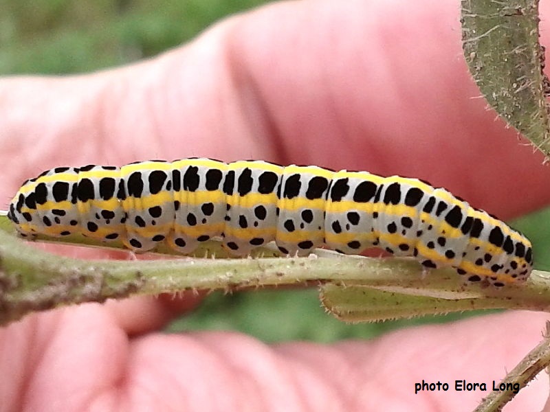 Toadflax Brocade caterpillar (Calophasia lunula) Ontario, Canada photo Elora Long
