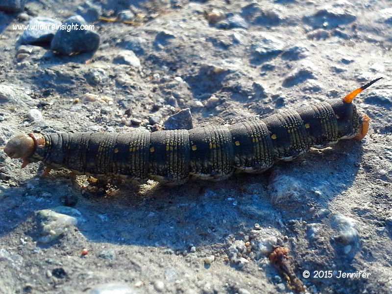Large Caterpillars of North America Wildlife Insight