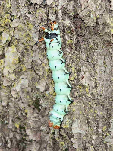 Regal moth caterpillar (Citheronia regalis) on tree trunk recorder J.Pace