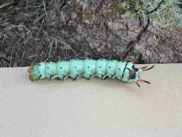 Pre pupating Regal Moth caterpillar (Citheronia regalis) © J.Pace