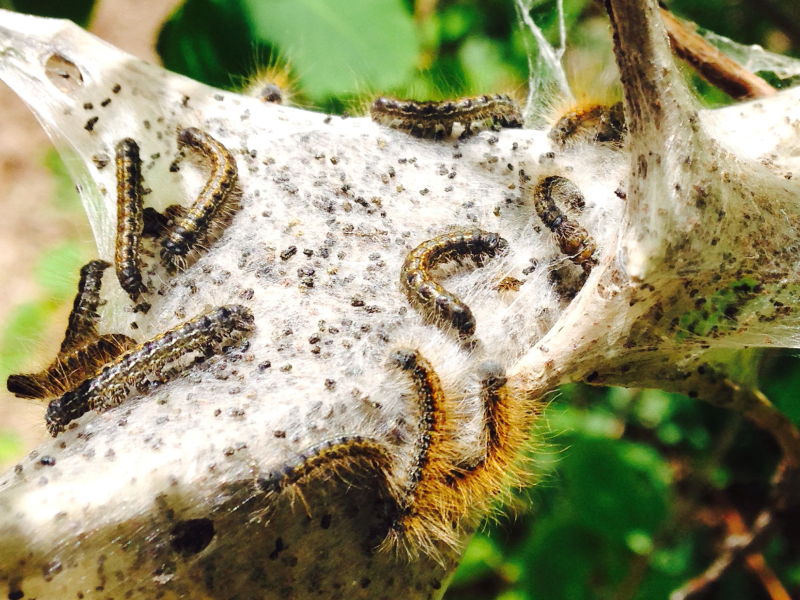 Eastern Tent caterpillars in Idaho, USA on silk web photo © Amanda Fingerson