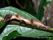 African caterpillar unidentified - Kakamega Forest Kenya photo Martin Pickersgill (2)