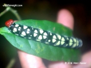 African unidentified caterpillar Gabon West Africa photo Mark Munier