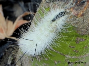 American Dagger Moth caterpillar (Acronicta americana) Tennessee US photo Erica Price