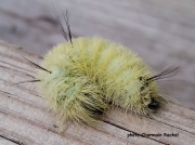 American Dagger moth caterpillar (Acronicta americana) Elgin US sighting Charmain Rachal