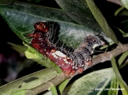 Asota speciosa caterpillar South Africa photo Philip Owen