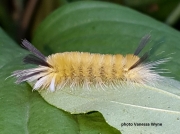 Banded Tussock Moth caterpillar (Halysidota tessellaris) US photo Vanessa Wyne