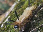 Banded Tussock Moth caterpillar (Halysidota tessellaris) Louisiana US photo Jacob Paul