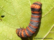 Beautiful-Wood-Nymph-caterpillar (Eudryas grata) Maine US photo Michelle Ritchie-Haddow