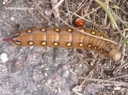 Bedstraw Hawkmoth larva Hyles gallii, Gotland Island Sweden photo Danica Lind