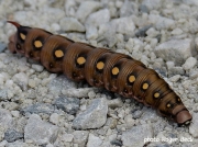 Bedstraw Hawkmoth caterpillar-Hyles gallii- Sweden photo Roger Beck