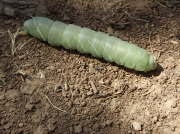 Big Poplar Hawkmoth caterpillar, Pachysphinx modesta, Colorado © 2015 Michael Smith