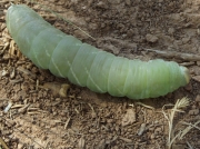 Big Poplar Hawkmoth caterpillar Pachysphinx modesta, Colorado © 2015 Michael Smith