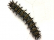 Buck Moth caterpillar US