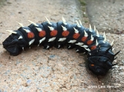 Bunaea alcinae, African Emperor Moth caterpillar South Africa photo Liesl Harris