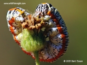 Camphorweed  cucullia caterpillar Texas © 2015 Bart Eason