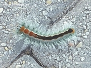 Cape Lappet caterpillar Eastern Cape, South Africa © 2015 Bianca Wicks