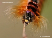 Cape Lappet Moth caterpillar South Africa © 2015 Elaine Kruer