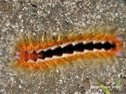 Cape Lappet moth caterpillar, Eutricha capensis, South Africa © 2015 Elaine Kruer