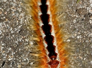Cape Lappet moth caterpillar South Africa © 2015 Elaine Kruer