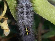 Cape Town caterpillar species unknown on wild fig 7th March recorder R Gosnell 2014