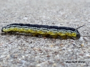 Catalpa Sphinx caterpillar (Ceratomia catalpae) Texas US photo Beth Winter